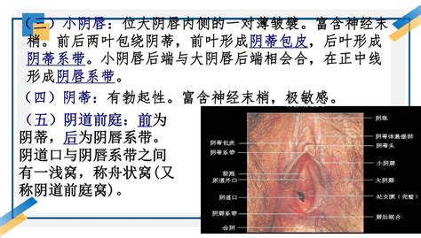 陰地位置|女性外生殖器